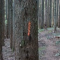 Orange one-way blaze mark that can be seen at the top of the Ruckel Ridge Trail and the Ruckel Creek Trail.