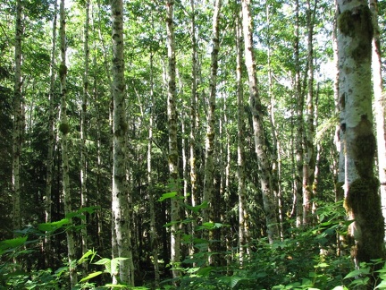 Red Alder grove on the lower part of Saddle Mountain Trail