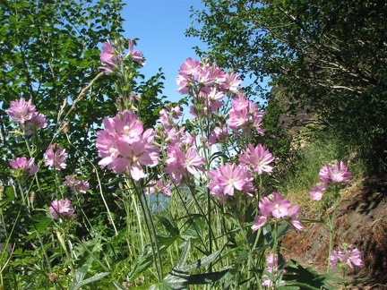 Pink flowers on the Saddle Mountain Trail