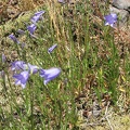 Blue bell-shaped flowers of Harebell Campanula (Latin Name: Campanula Rotundafolia) along the Saddle Mountain Trail.