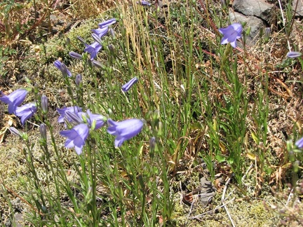 Blue bell-shaped flowers of Harebell Campanula (Latin Name: Campanula Rotundafolia) along the Saddle Mountain Trail.