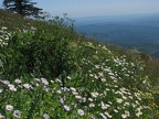 Wildflowers just below the summit of Saddle Mountain