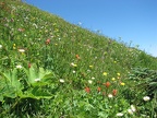 Wildflowers just below the summit of Saddle Mountain