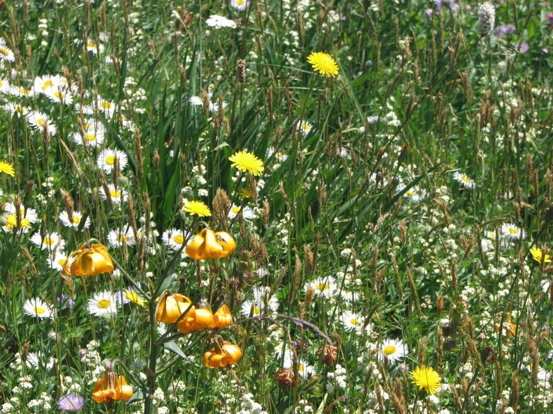 Tiger Lillies below the summit of Saddle Mountain