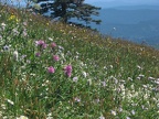 Wildflowers just below the summit of Saddle Mountain
