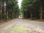 Looking down the logging road, you can see the typical age of the second-growth trees.