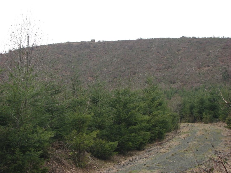 An older clear-cut next to the trail. The trail skirts this clear-cut.