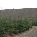 An older clear-cut next to the trail. The trail skirts this clear-cut.