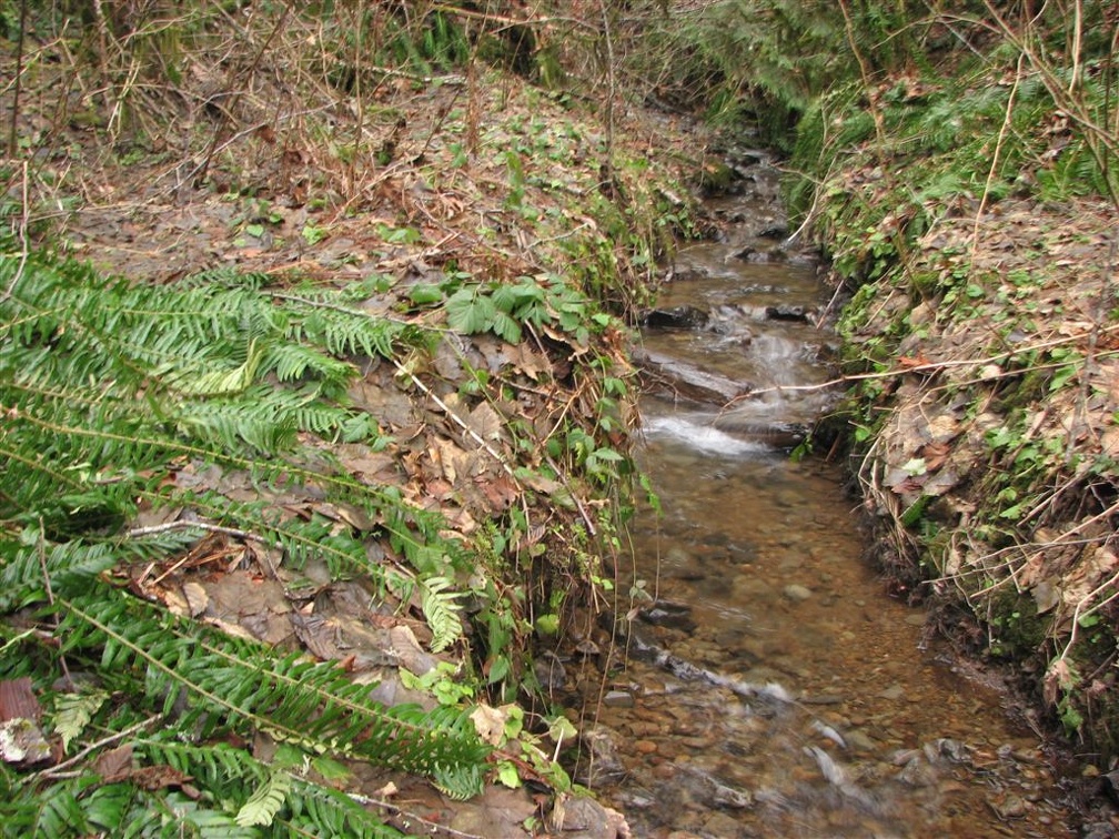 Crabapple Creek has several small tributaries that drain the basin the hike goes through.
