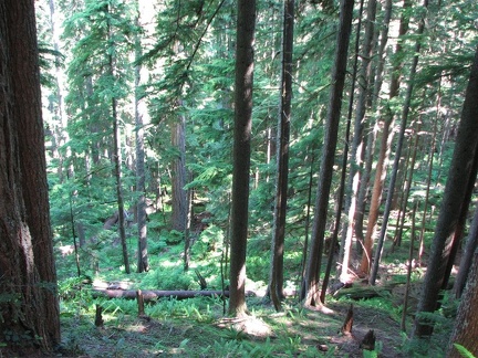 Much of the Salmon Butte hike is among 100 foot tall second growth trees.