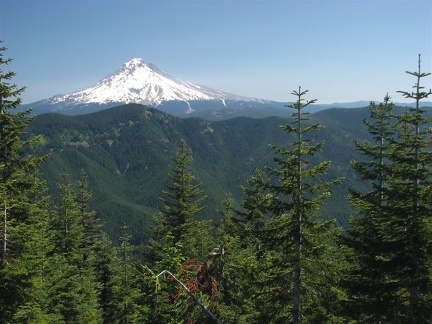 From the top of Salmon Butte, the Douglas Fir trees frame a view of Mt. Hood.