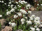 I think this is a Rock Cress with white flowers blooming near the top of Salmon Butte.