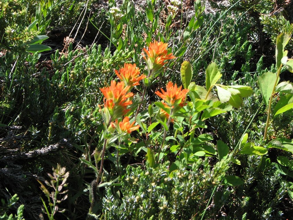Indian Paintbrush or Harsh Paintbrush (Latin name: Castilleja hispida) blooming on the upper slopes of Salmon Butte.