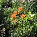 Indian Paintbrush or Harsh Paintbrush (Latin name: Castilleja hispida) blooming on the upper slopes of Salmon Butte.