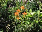 Indian Paintbrush or Harsh Paintbrush (Latin name: Castilleja hispida) blooming on the upper slopes of Salmon Butte.