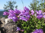 Cardwell's Penstemon (Latin name: Penstemon cardwellii) is a low perennial that forms a mat and has purple to blue-violet flowers. It is common on disturbed, rocky soils.