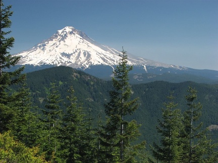 Near the top of Salmon Butte, the Douglas Fir trees frame a view of Mt. Hood.