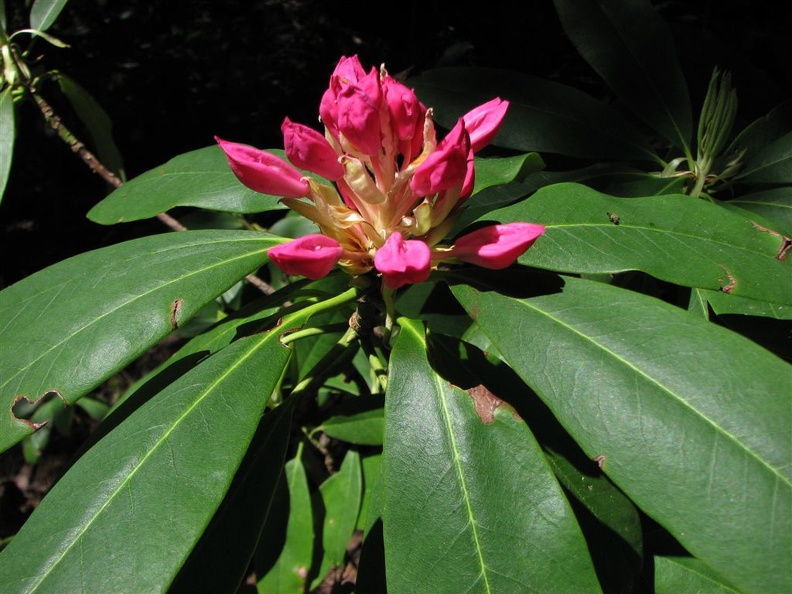 The pink buds and dark-green leaves of a Pacific Rhododendron (Latin name: Rhododendron macrophyllum D. Don ex G. Don) along the Salmon Butte Trail.