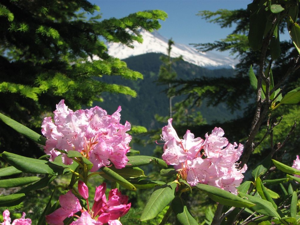 Pacific Rhododendron (Latin name: Rhododendron macrophyllum D. Don ex G. Don) blooming along the Salmon Butte Trail. Mt. Hood is the snowy peak in the background.