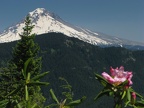 Mt. Hood in the background and Pacific Rhododendron (Latin name: Rhododendron macrophyllum D. Don ex G. Don) blooming along the Salmon Butte Trail. 