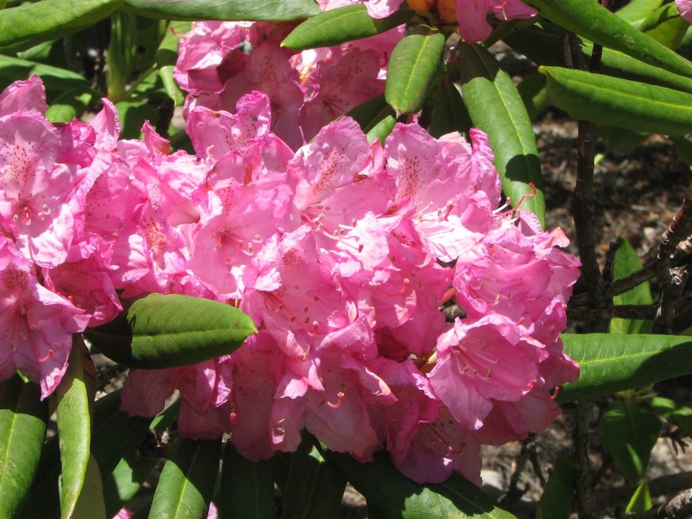Pacific Rhododendron (Latin name: Rhododendron macrophyllum D. Don ex G. Don) in full bloom along the Salmon Butte Trail.