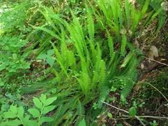 Deer Fern (Latin name: Blechnum spicant) sporting new green fronds along the Salmon Butte Trail.