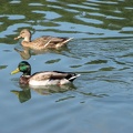 A pair of ducks swimming in Klineline Pond along the Salmon Creek Trail.