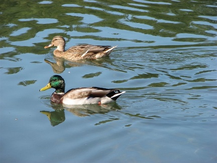 A pair of ducks swimming in Klineline Pond along the Salmon Creek Trail.