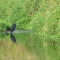 Great Blue Heron along the Salmon Creek Trail.