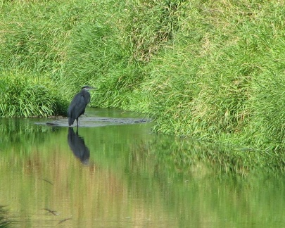 Great Blue Heron along the Salmon Creek Trail.