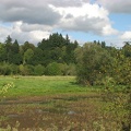 Marshes along the Salmon Creek Trail.