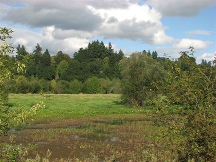 Marshes along the Salmon Creek Trail.