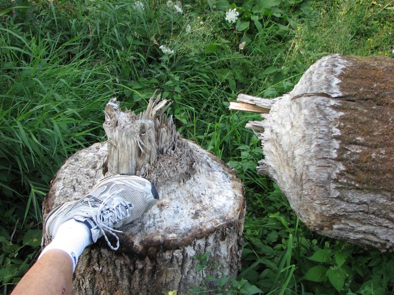 Busy beavers along the Salmon Creek Trail. This tree is about 18 inches in diameter and was over 60 feet tall.