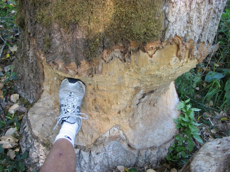 Busy beavers along the Salmon Creek Trail. This tree is about 3 feet in diameter and is over 100 feet tall.