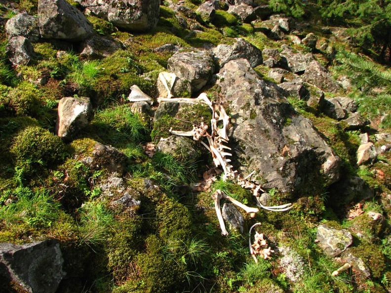 Animal skeleton at the base of the scree field