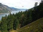 Hawk soaring over the Columbia River