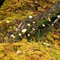 Mosses and mushrooms dot the lower slopes of this trail.