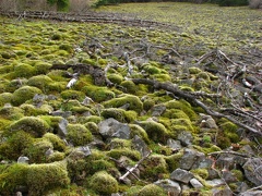 Looking up at the mossy rockfield that the trail climbs up using a series of switchbacks.