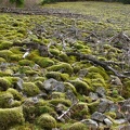 Looking up at the mossy rockfield that the trail climbs up using a series of switchbacks.