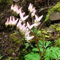 Dutchman's Breeches, Dicentra cucullaria