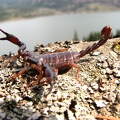 Scorpion found under a rock just above the rock retaining wall