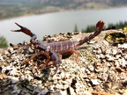 Scorpion found under a rock just above the rock retaining wall