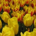 Tulip fields at Wooden Show Bulb Company, Woodburn, OR