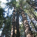Old growth Douglas Firs in Silver Falls State Park.