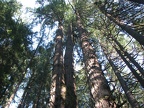 Old growth Douglas Firs in Silver Falls State Park.