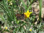 One of the many butterflies seen in early July