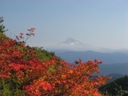 Vine Maple (Latin Name: Acer circinatum) sporting fall colors with Mt. Hood in the background near Silver Star Mountain, Washington.