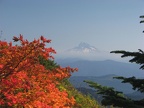 Vine Maple (Latin Name: Acer circinatum) sporting fall colors with Mt. Hood in the background near Silver Star Mountain, Washington.