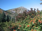 Mountain Ash (Latin Name: Sorbus Scopulina) and the south side from the Indiann Pits Trail near Silver Star Mountain, Washington.