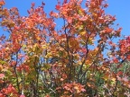 Fiery Vine Maple on the Indian Pits Trail near Silver Star Mountain.